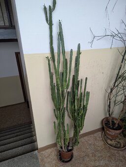 Euphorbia ammak (kaktus) - 2