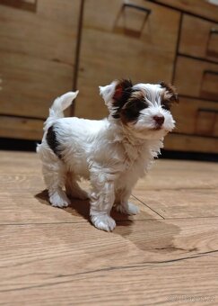 Jorkširský terier s PP - 2