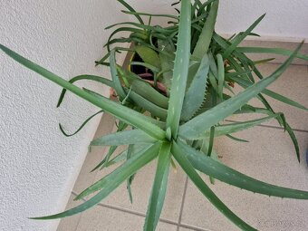 Aloe velká rostlina s 10 výhonky - 2