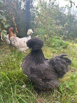 NV hedvábničky - 2