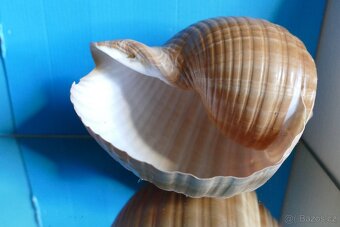 Tonna ampulacea - 2
