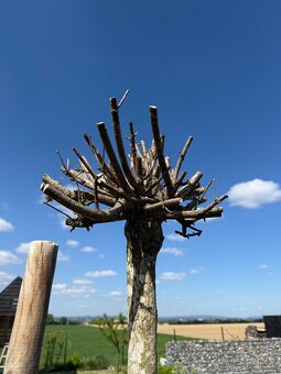 Catalpa nana, výška kmínku 200cm - 2