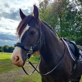 Osmiletý valach welsh cob D - 2