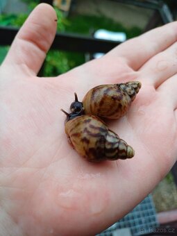 Lissachatina reticulata dark body - 2