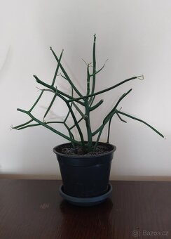 Euphorbia Tirucalli - 2