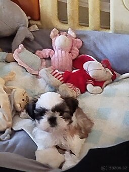 Shih-tzu s PP - 2