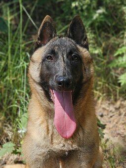 Belgický ovčák malinois fenka s PP - 2