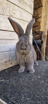 Belgický obr modrý - 2