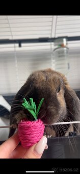 Zakrslí králík beránek - 2