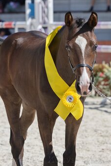 Drezurní hřebeček - 2