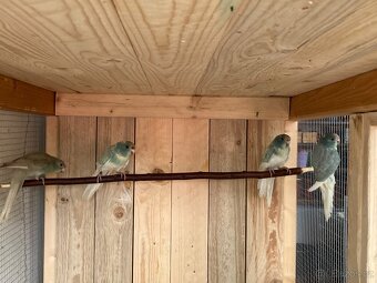 Kakariki červenočelý - 2