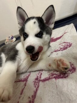 🐾 Štěňátko sibiřský husky 🐾 - 2