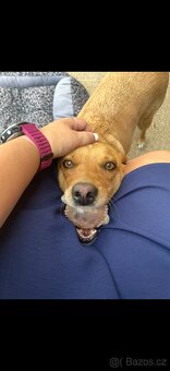 Sháníme nový domov - 2