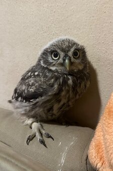 Sýček obecný samice - 2