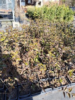 Sazenice ptačí zob - 2