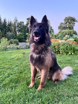 Belgický Ovčák-Tervueren - 2