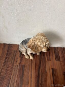 yorkšírský teriér - 2