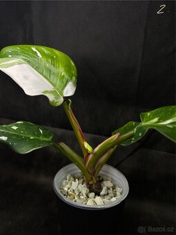 Philadendron White Princess - 2