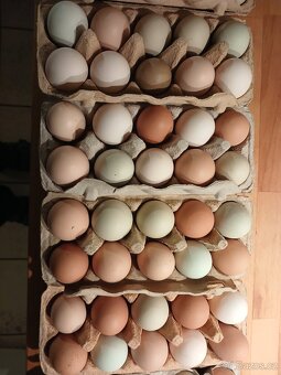 Násadová vejce - 2