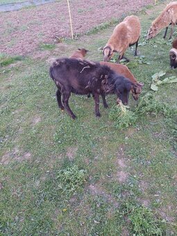 Kamerunská ovce - 2