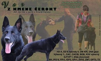 Německý ovčák s PP - 2