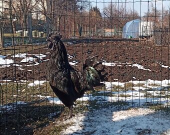 Kuřátka Ayam Cemani - 2