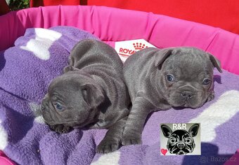 Francouzský buldoček modrý - French bulldog blue - 2