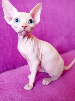 SPHYNX koťátka bez PP - 2