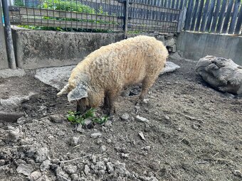 Mangalica - Mangalice - 2