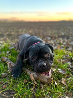 🐾 Rezervace štěňat Cane Corso – bez PP 🐾 - 2
