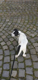 Prodám štěně 8 měsíční - 2