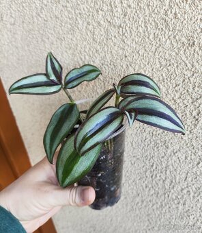 Tradescantia Zebrina - zasazená nebo čerstvé řízky - 2