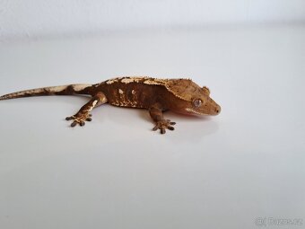 pagekon řasnatý samice.. - 2