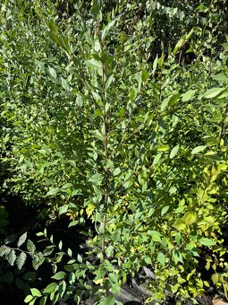 Jilm sibiřský kontejnerovaná sadba 100-120 cm/2LK - 2