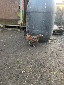 Kohout a slepice - 2