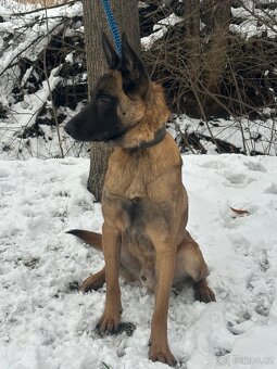Belgický ovčák Malinois - 2