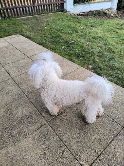 Buddy hledá nevěstu - 2