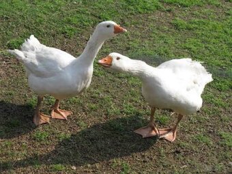 Drůbež - Husokachna, Indický běžec, činky - 2