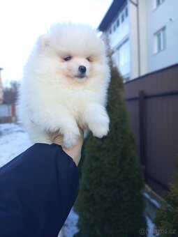 Pomeranian špic - 2