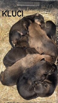 Štěňata německého ovčáka - 2