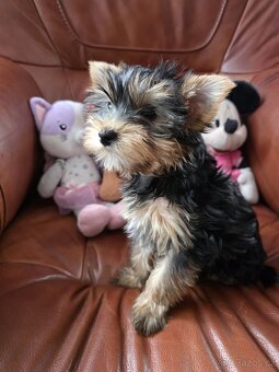 Jorkšířský teriér fenka s PP - 2