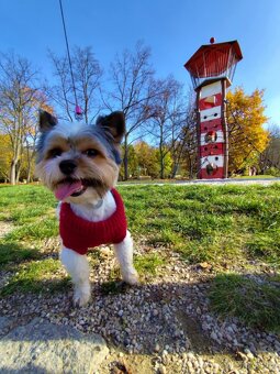 Biewer Yorkshire Terrier - 2