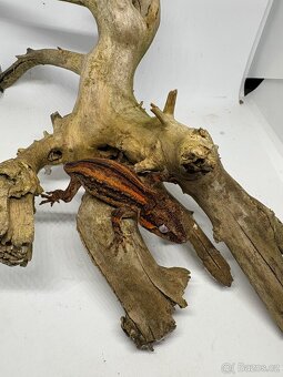 Rhacodactylus auriculatus - 2