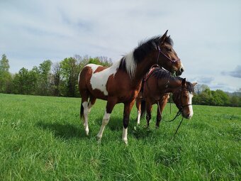 APH Valach 2 roky paint horse - 2