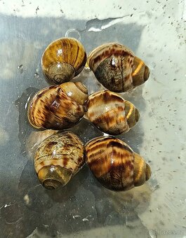 Šneci, šnek Archachatina marginata ovum Nigeria XXL - 2