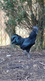 násadová vejce Ayam Cemani,Arakaun,Maranska,wyandotka - 2
