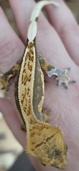 🦎 Mláďata pagekona řasnatého na prodej - 2