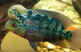 Flowerhorn - 2
