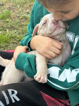 American Bully Classic / standard - 2