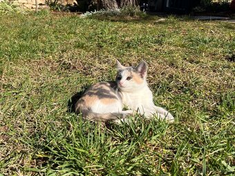 Křiženec britky -  kočička - 2